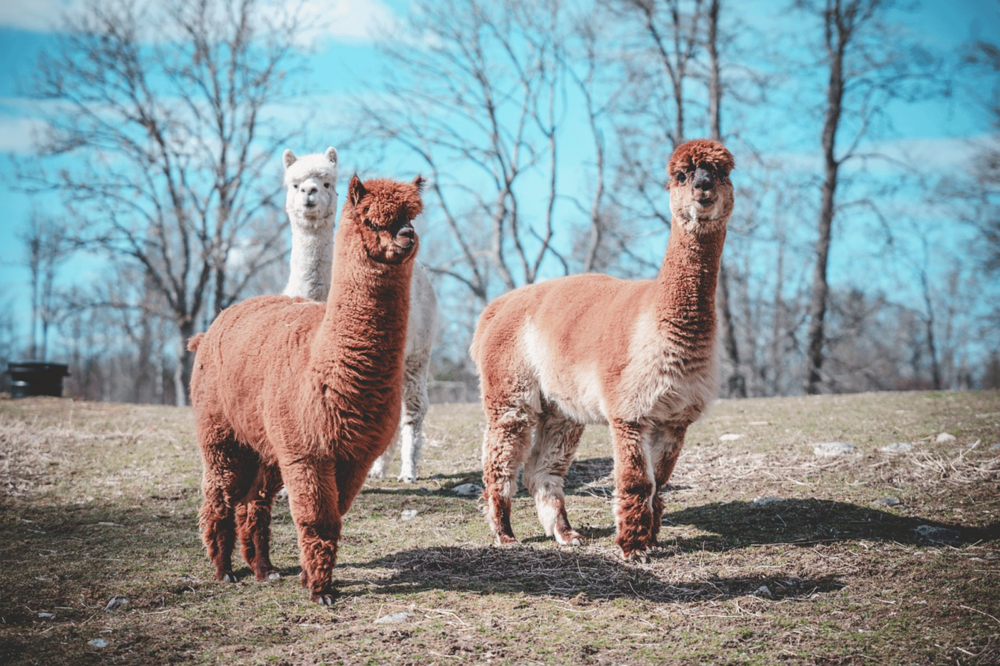 alpacas knuffelen bij den dries